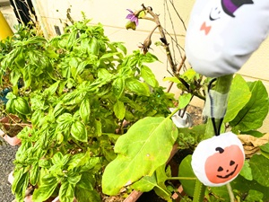 R8ハロウィンカーデニング部4