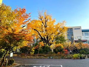 紅葉した蓬莱園・黄葉