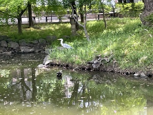 蓬莱園の水鳥