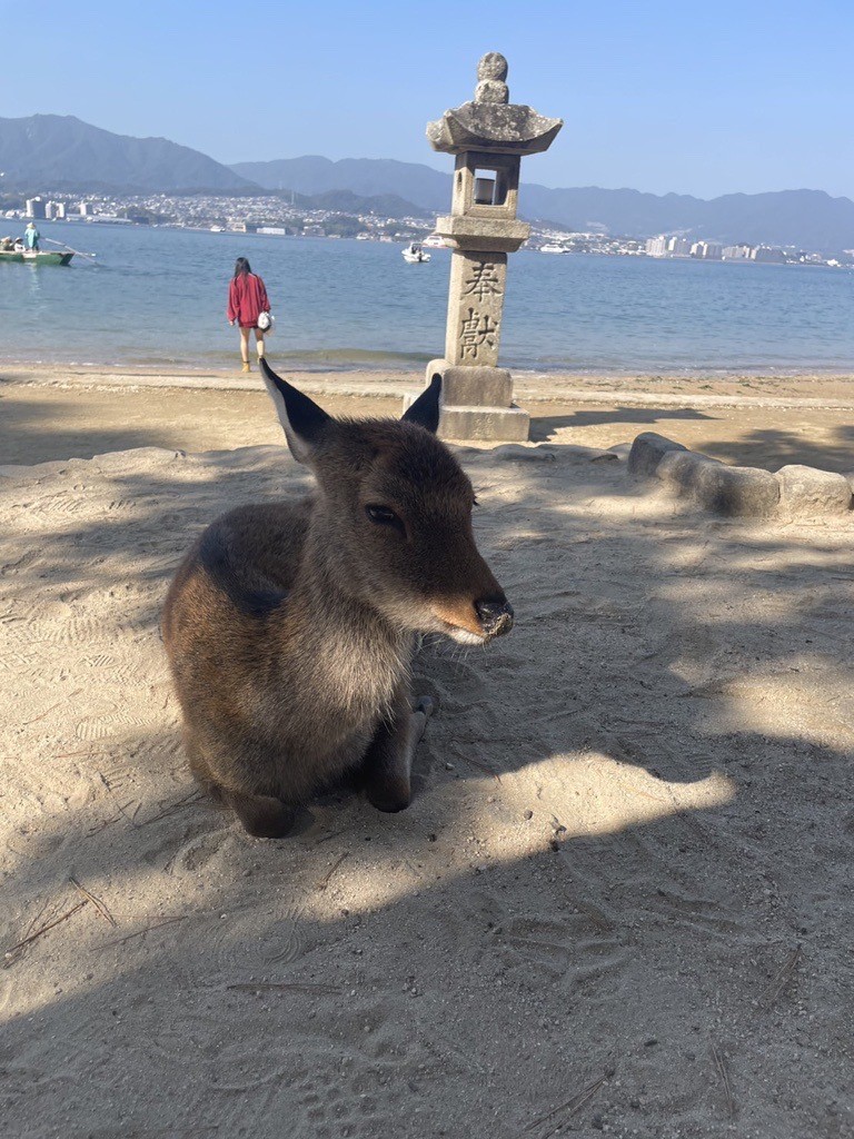 宮島鹿