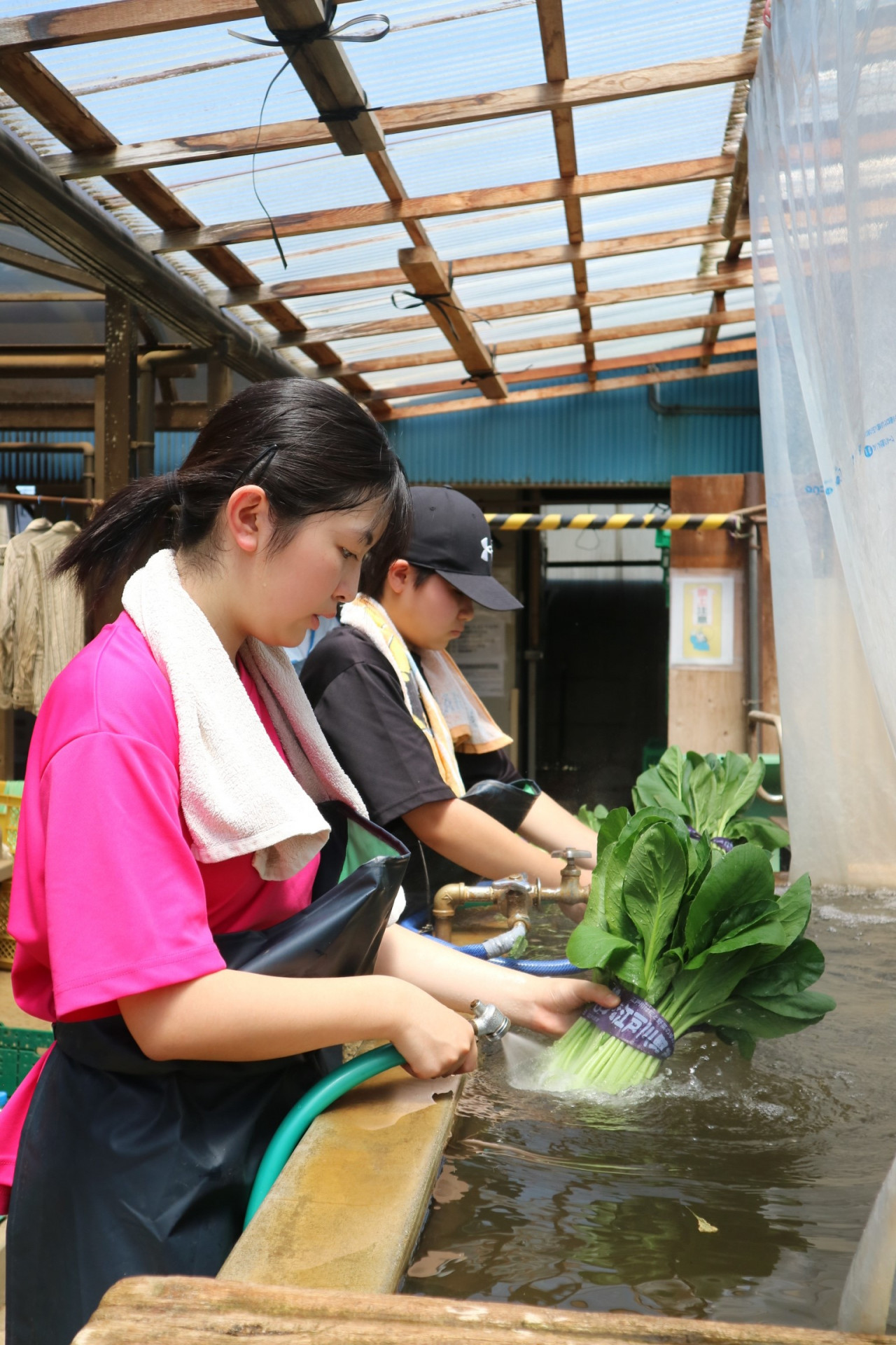 縦小松菜洗い.JPG