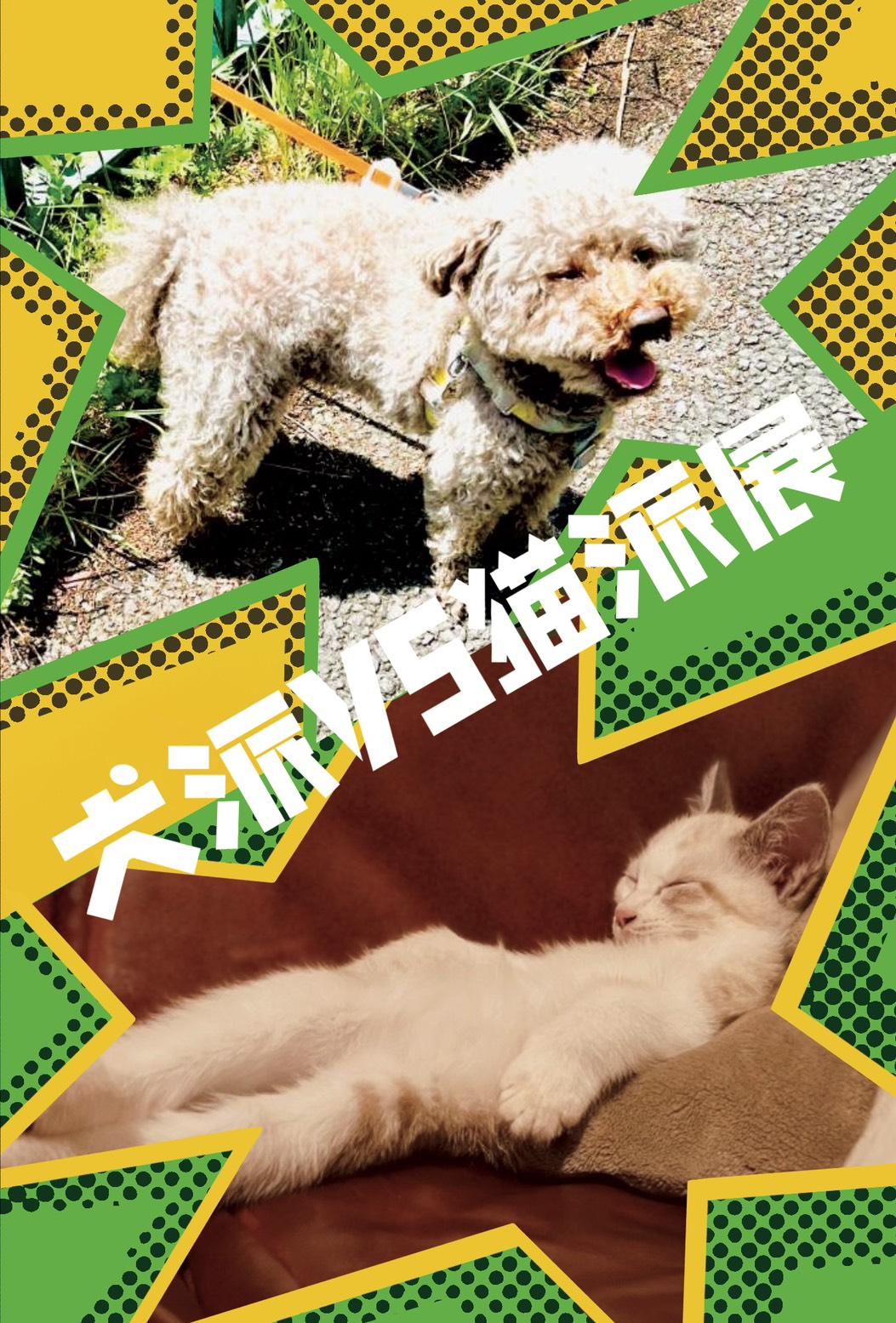 犬派猫派