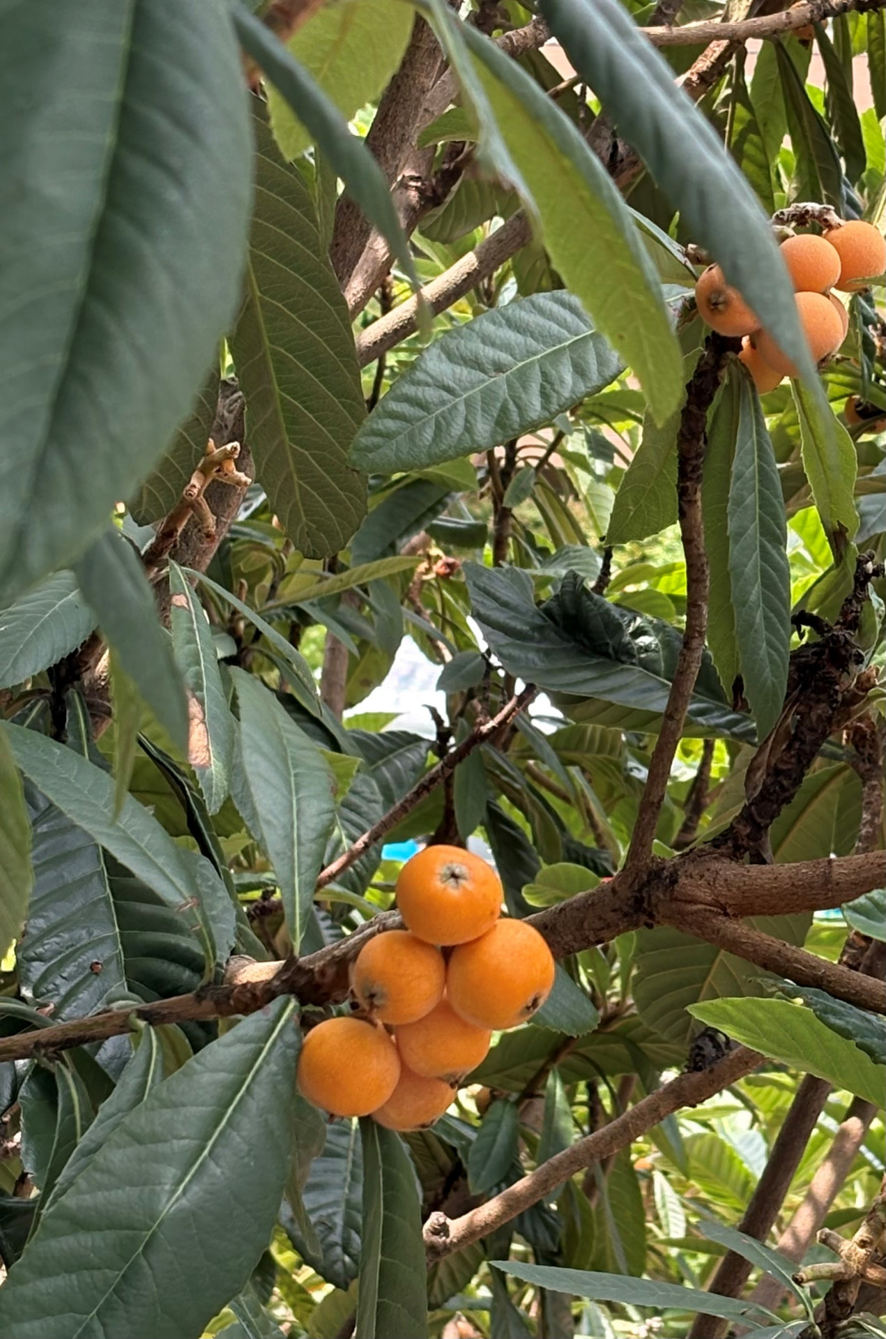 琵琶の実