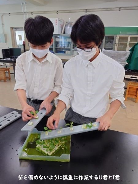 20230901_植物プラント実習５