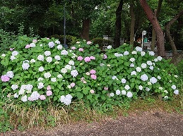 善福寺公園2