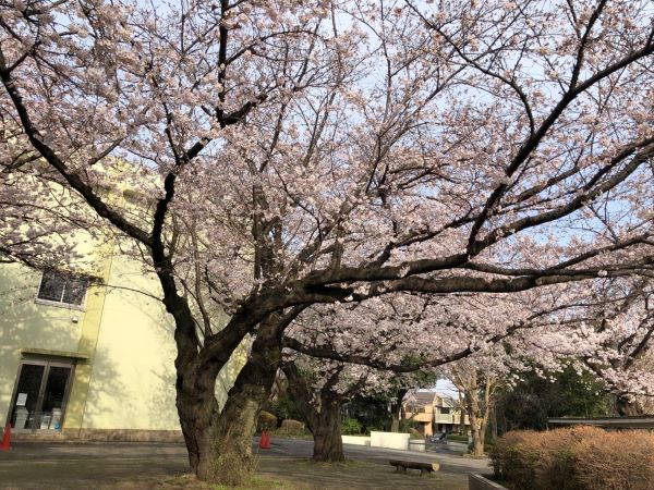 2020桜庭Image