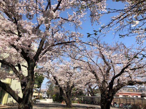 2023桜庭Image