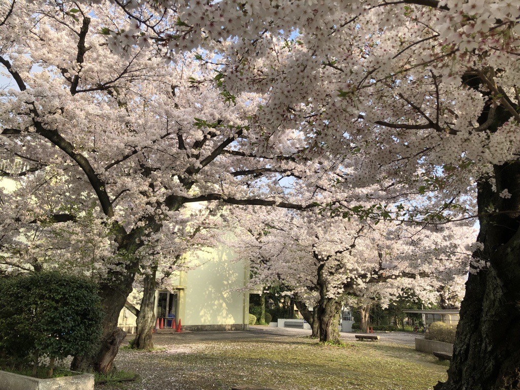 すぎそうの桜