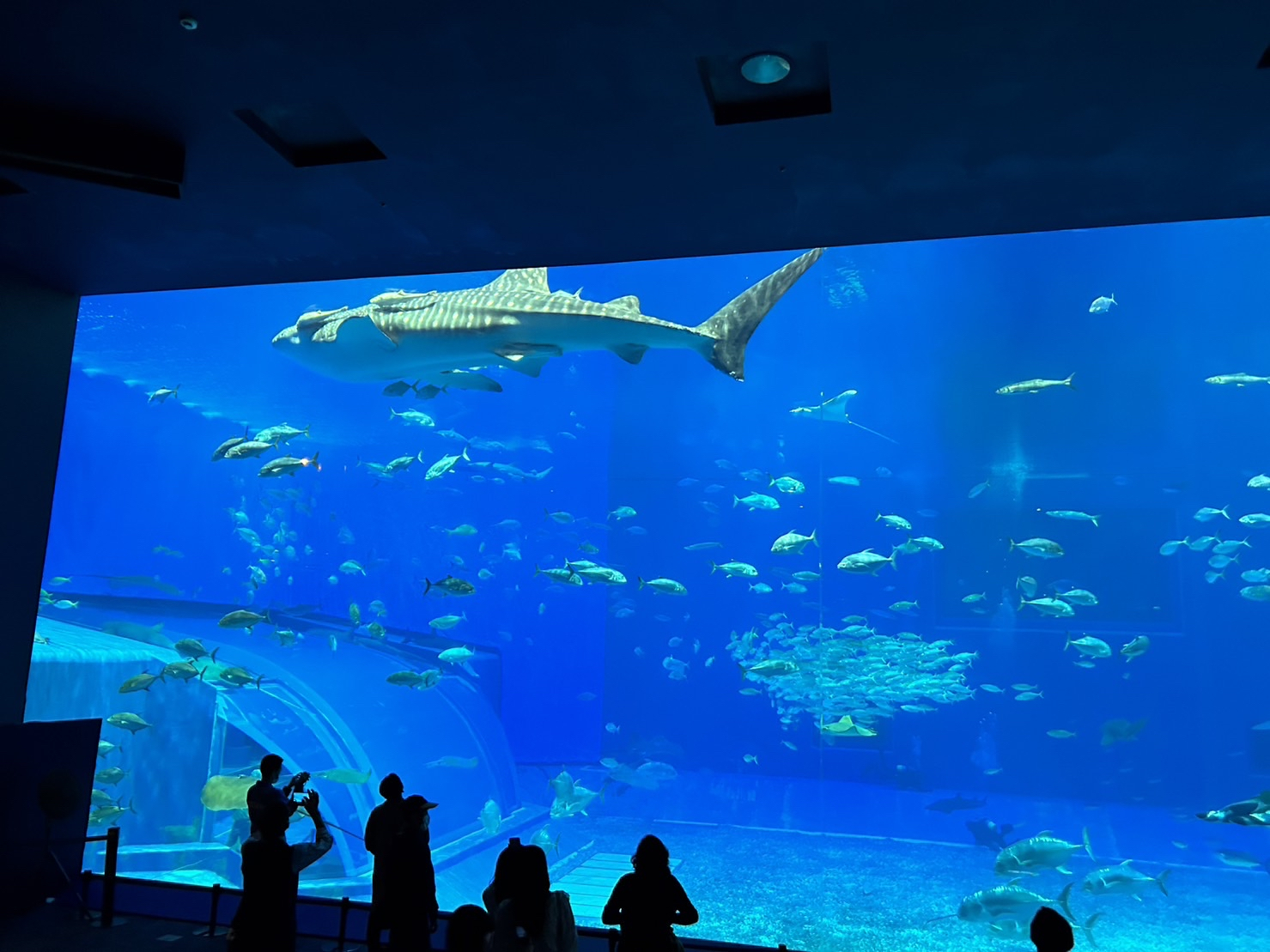 美ら海水族館