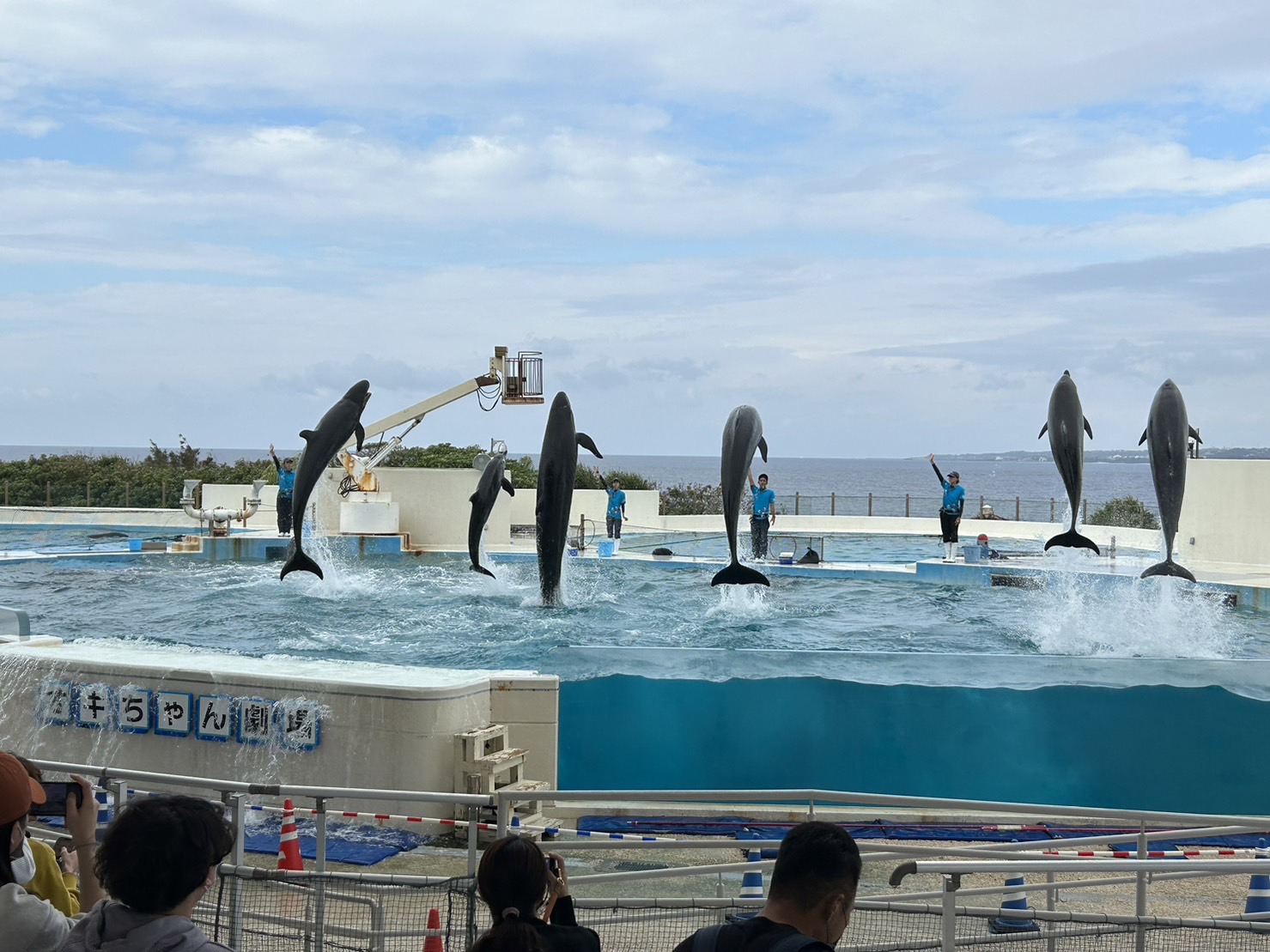 美ら海水族館②