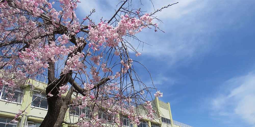 桜の写真