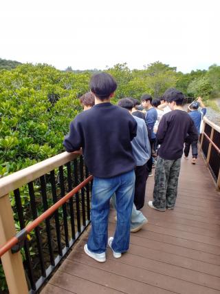 マングローブ観察