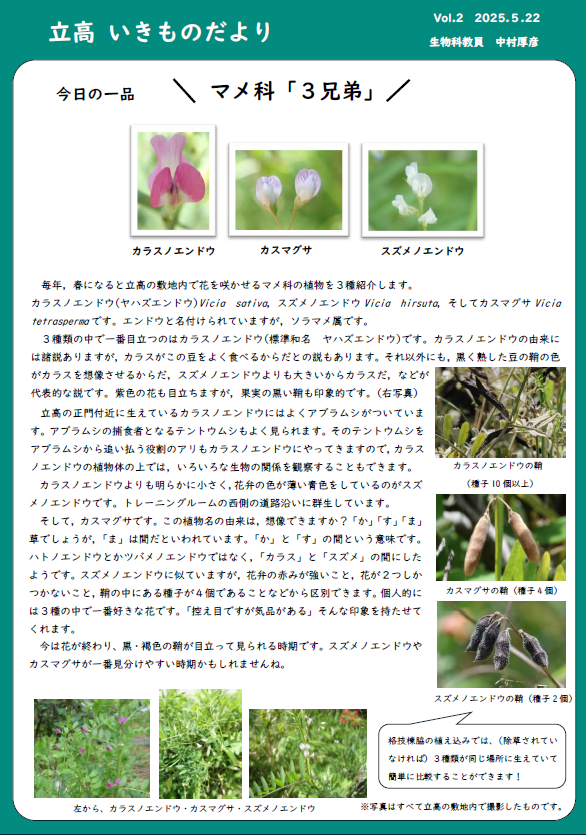 vol.2 マメ科３兄弟