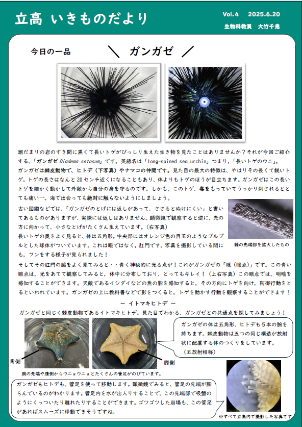 vol.4ガンガゼ