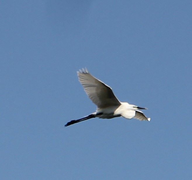 IMG_7993.JPG