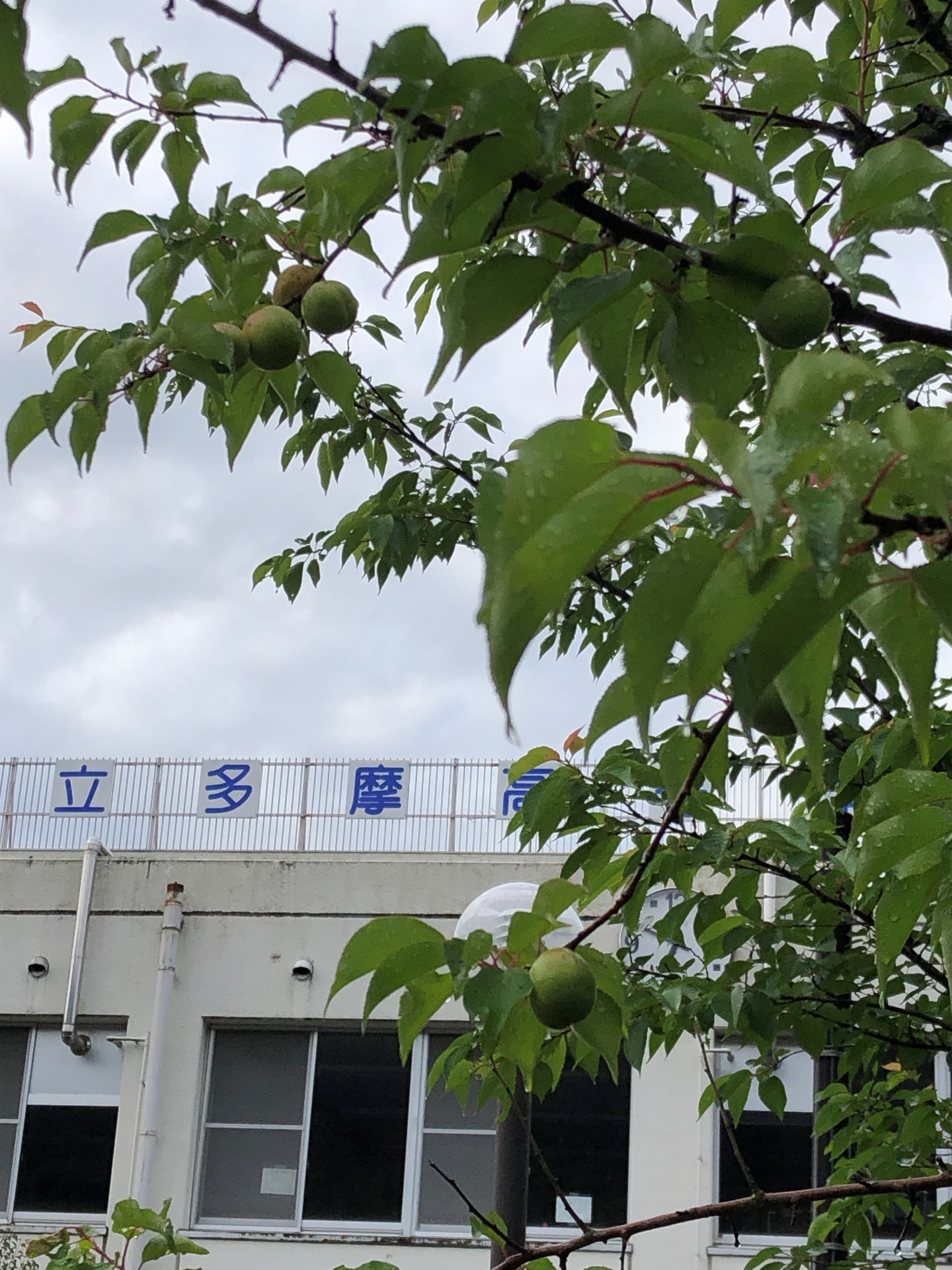 ume
