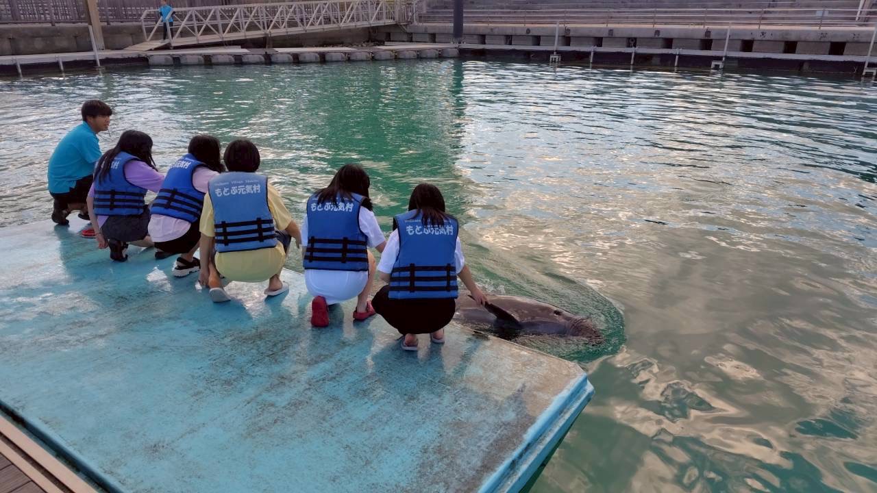 いるかふれあい