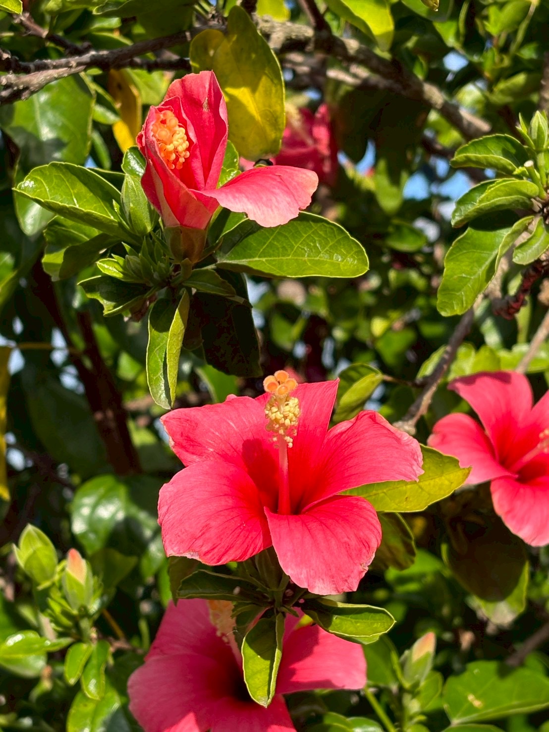 ハイビスカス
