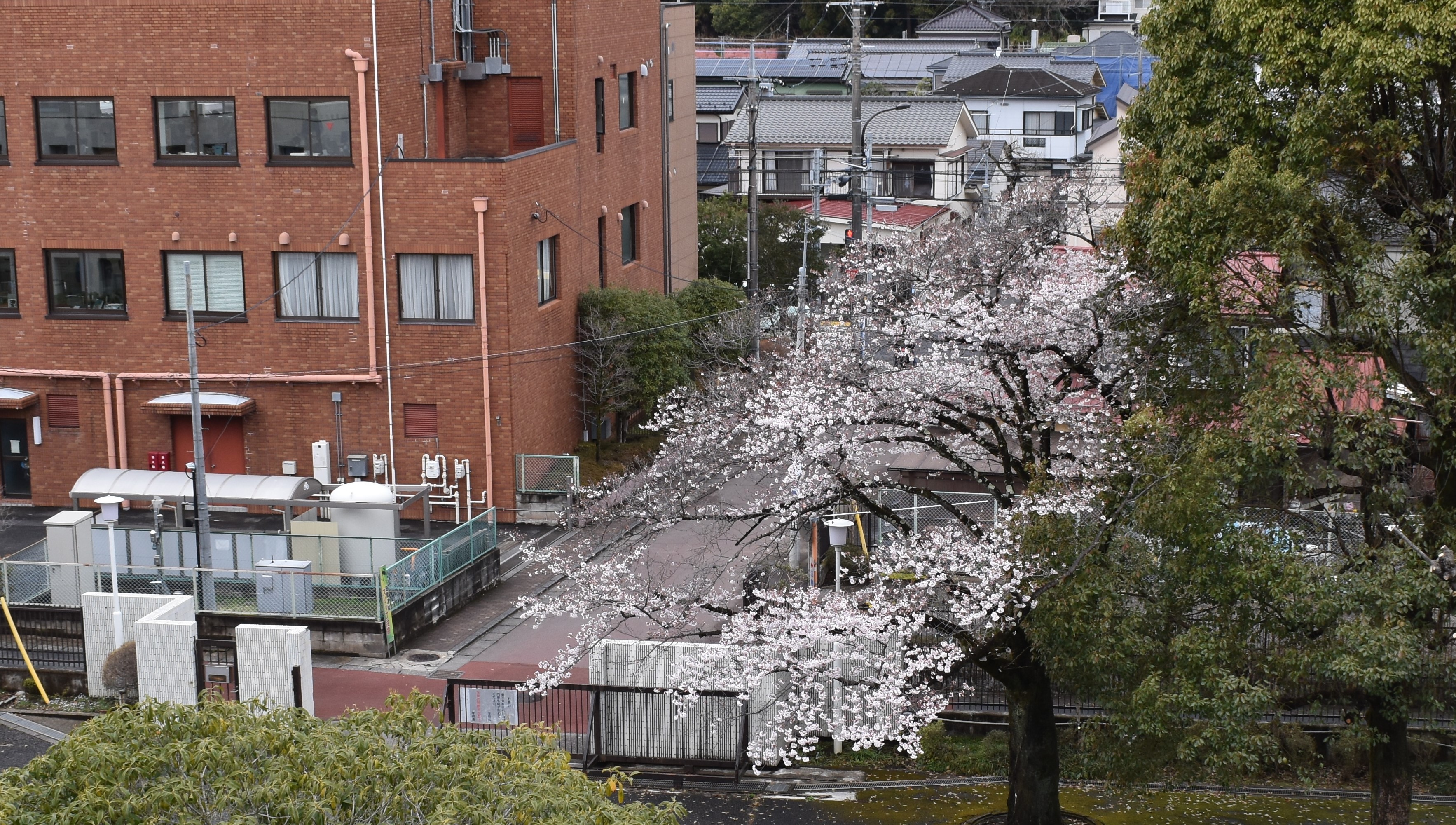 校門横桜JPG.JPG