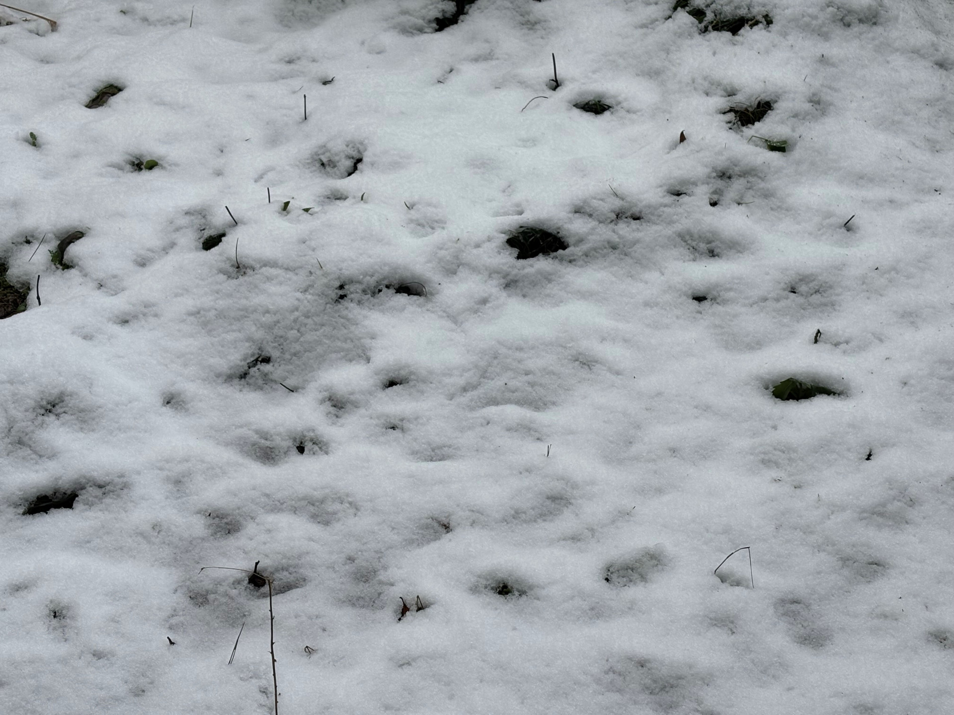 積雪