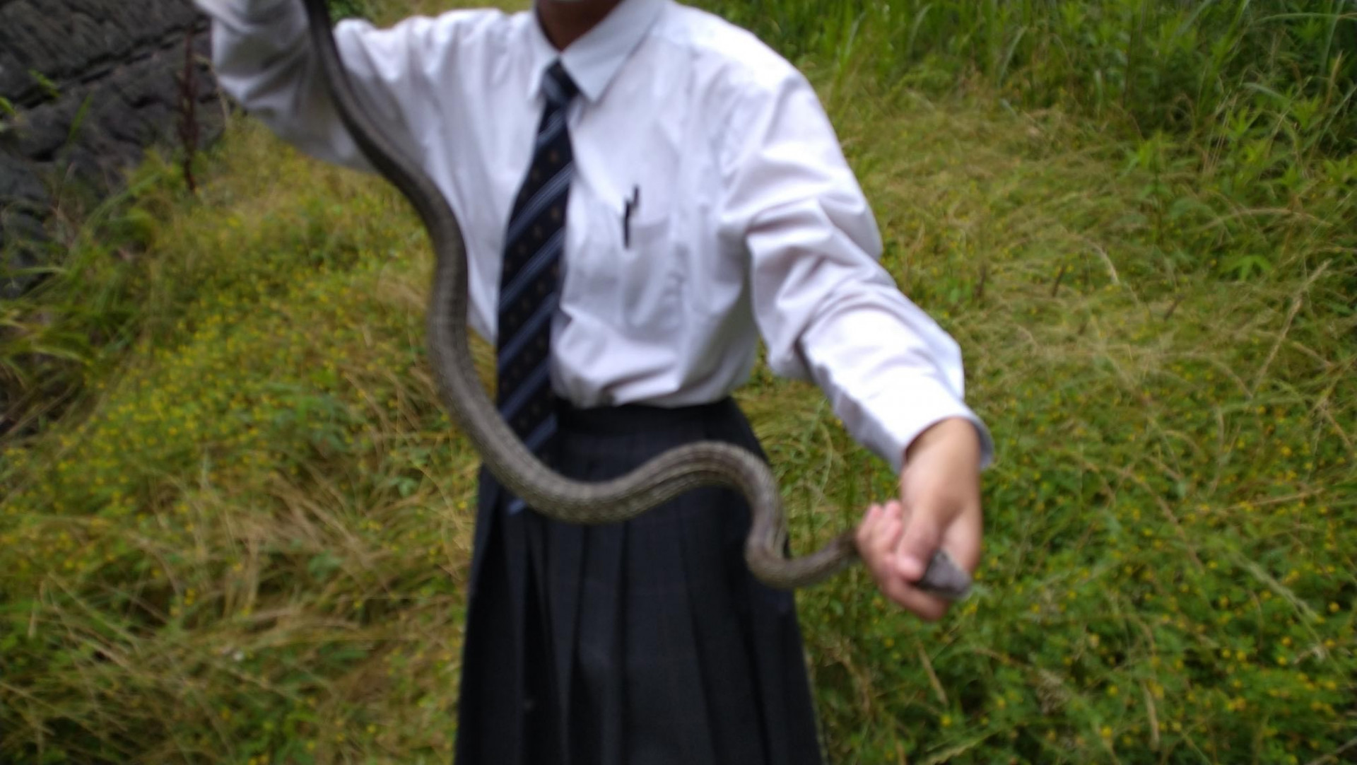 へび