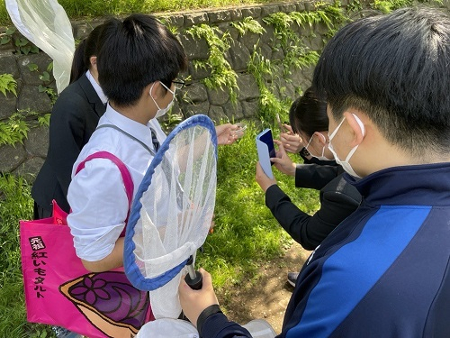 野川調査虫屋