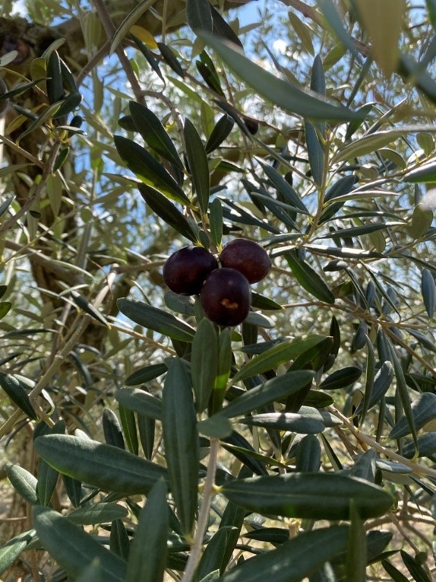 ３
