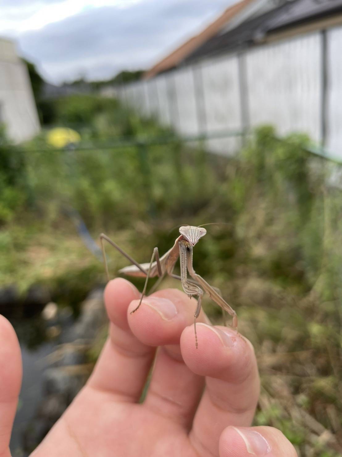 畑で出会ったカマキリ