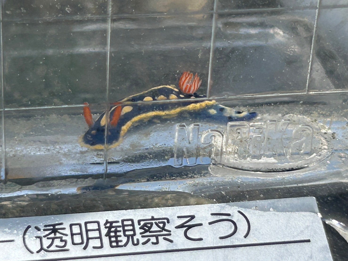 アオウミウシ