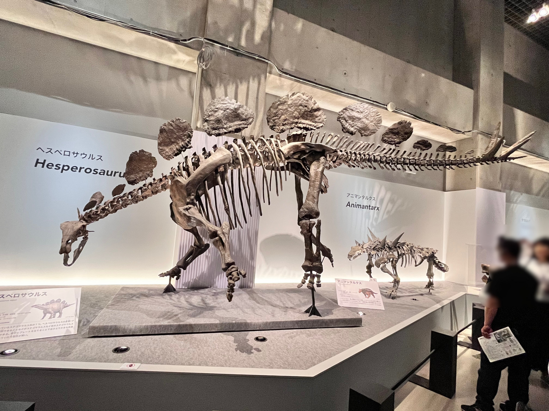 ヘスペロサウルスとアニマンタルクス
