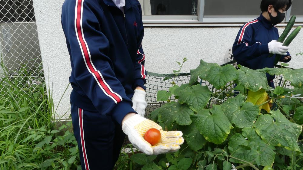 トマト初収穫.JPG